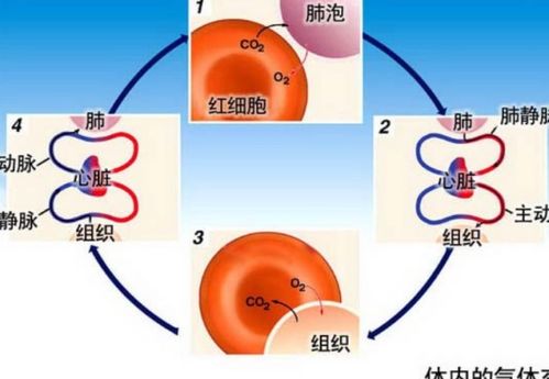 不能进行气体交换的呼吸道部位分析